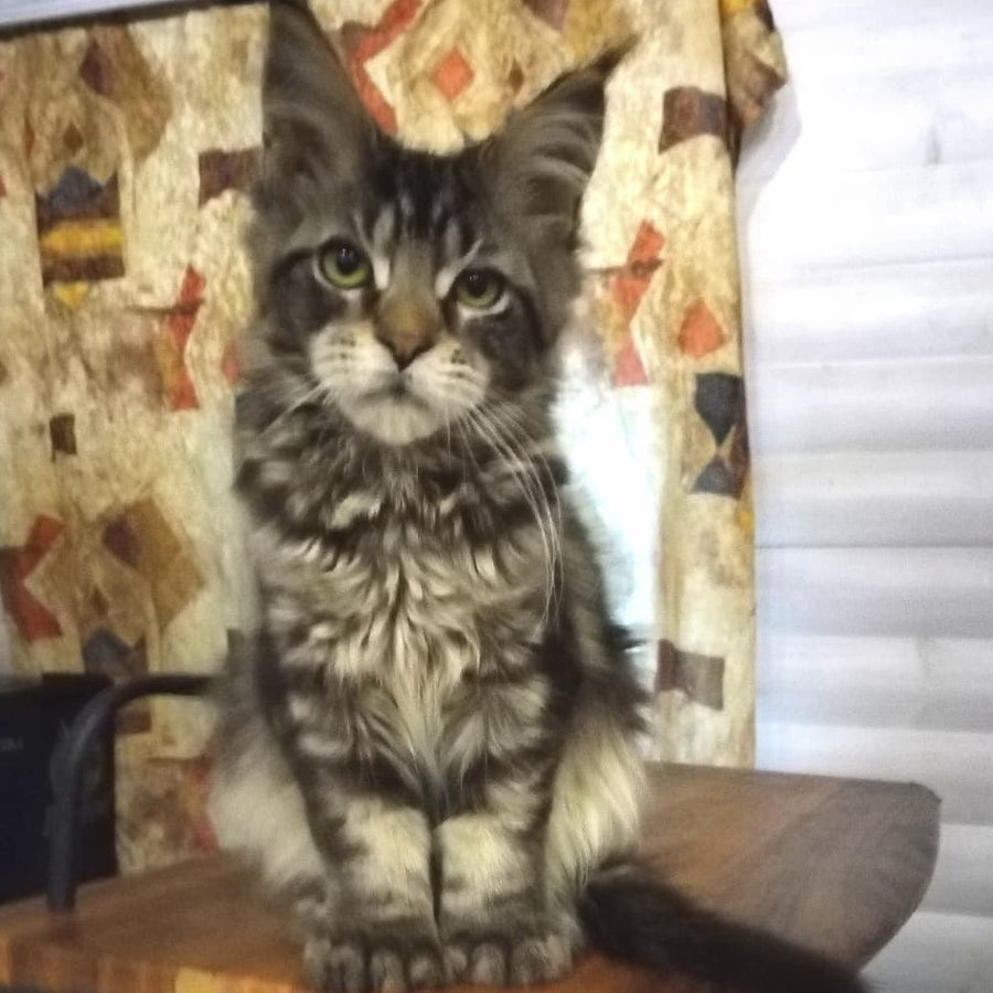 Yvaine Maine Coon polydactyl 6x6x6x6 female, black tabby
