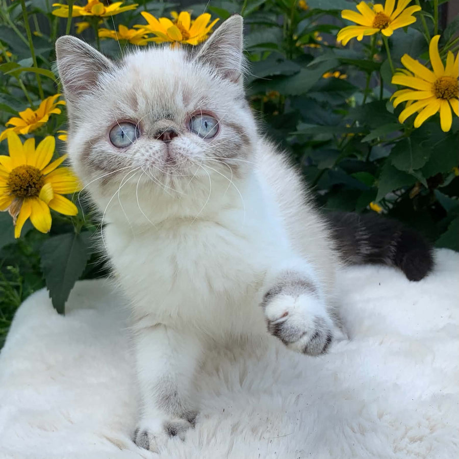 Margo Exotic female, black tabby pointed bicolour