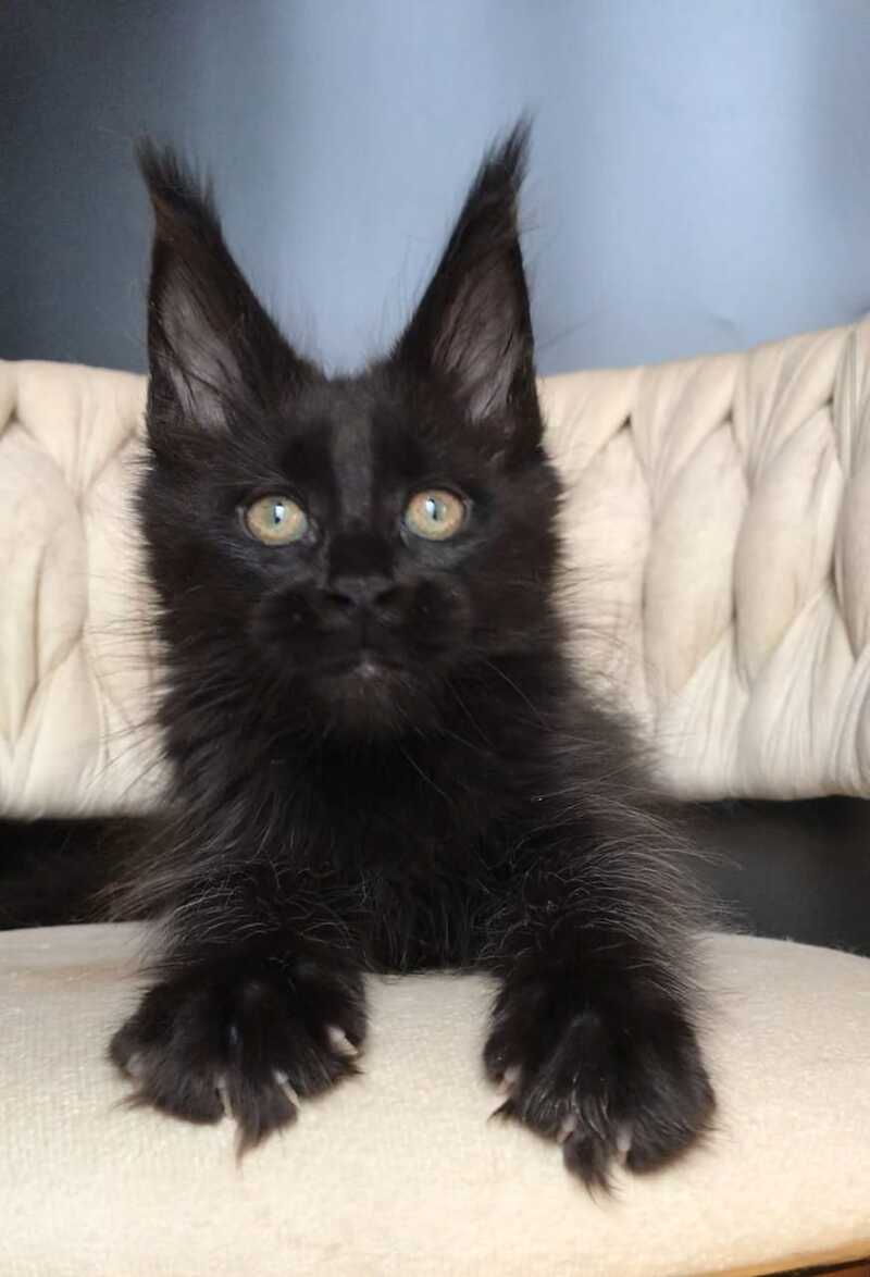 Vlastelina Maine Coon female black - live animals