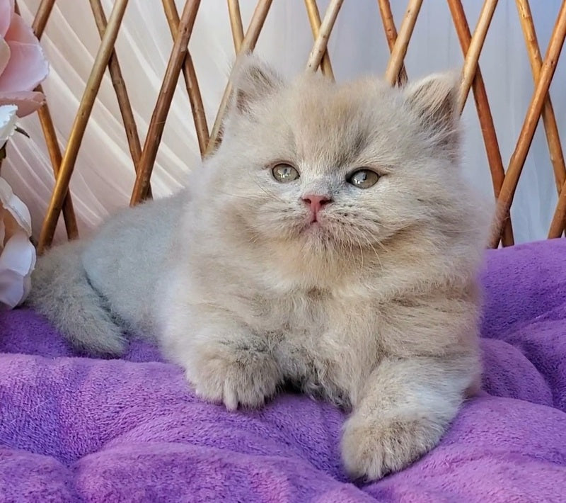 Teo British Longhair male fawn - live animals