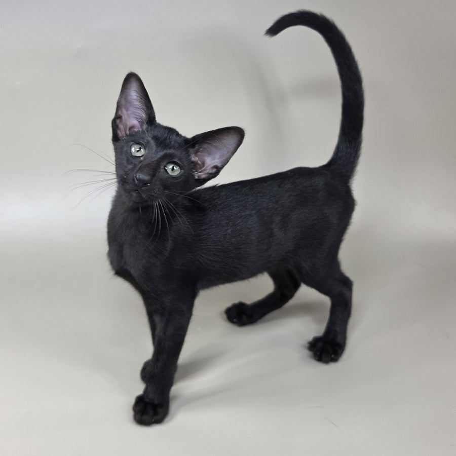 Xolotl Oriental Shorthair male, black
