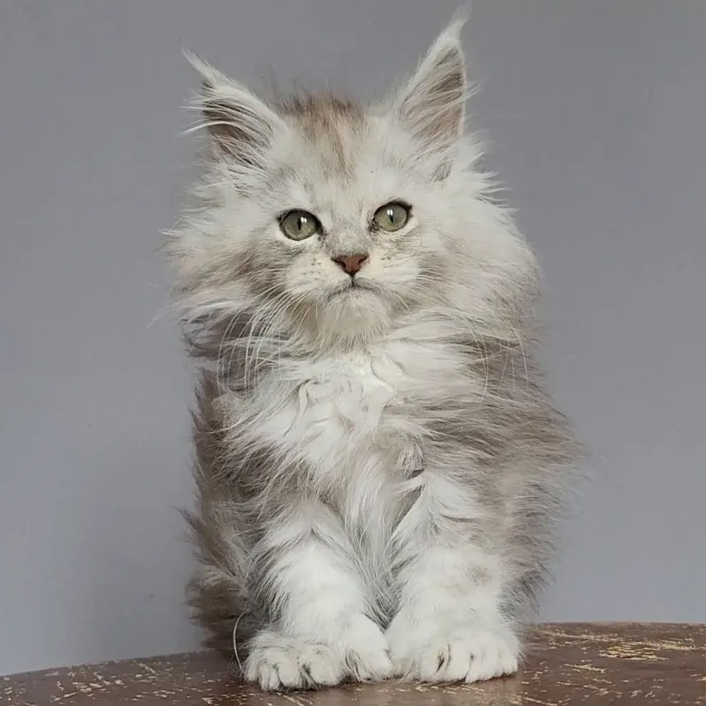 Harold Maine Coon polydactyl 6x6x6x6 male, black silver tabby