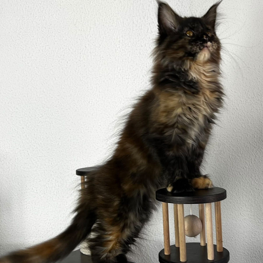 Barcelona Maine Coon female, black tortie