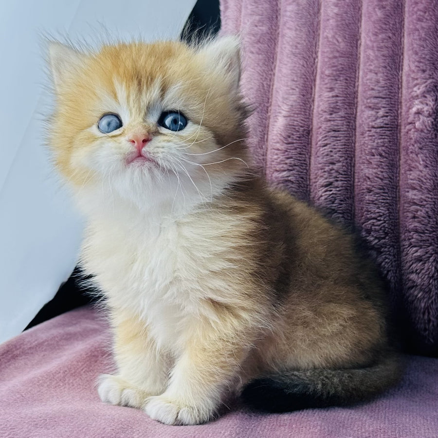 Jazz British Longhair male, black golden chinchilla