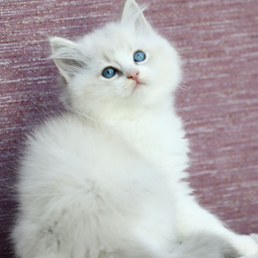Lenox Ragdoll male, blue bicolour tabby