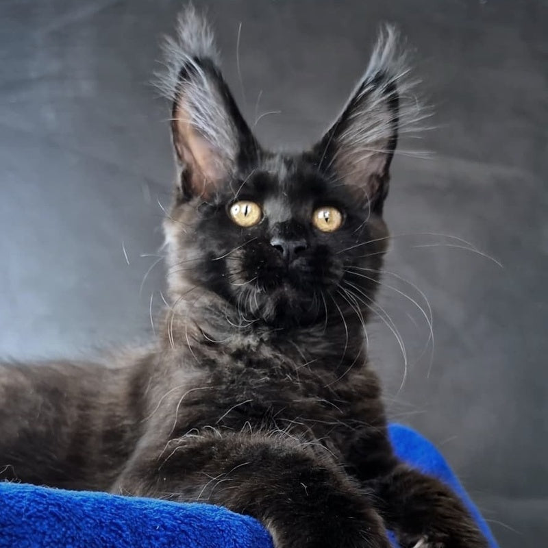 Kira Loren Maine Coon female, black
