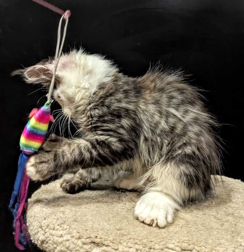 Domino Maine Coon polydactyl 6x6x6x6 male, black ticked tabby bicolour
