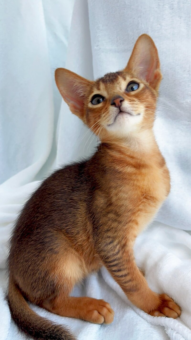 Saimon Abyssinian male, ruddy