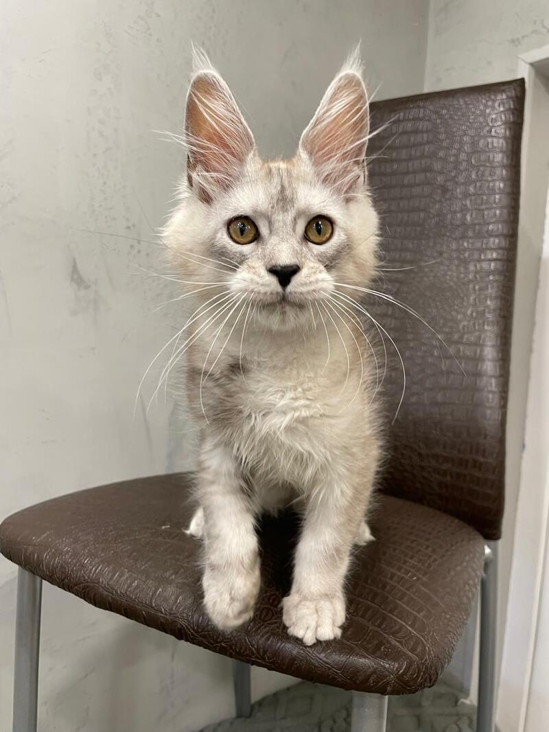 King Maine Coon male, black silver ticked tabby