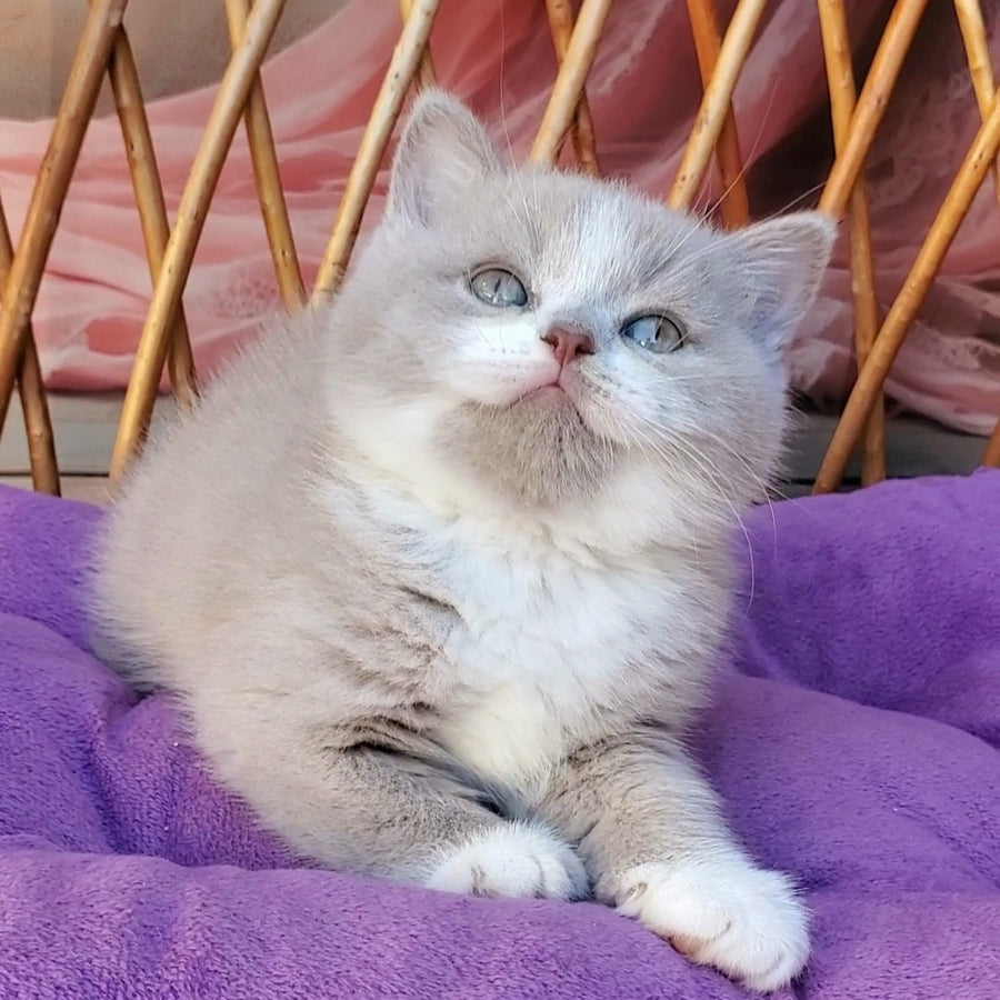 Casper British Shorthair male, lilac bicolour