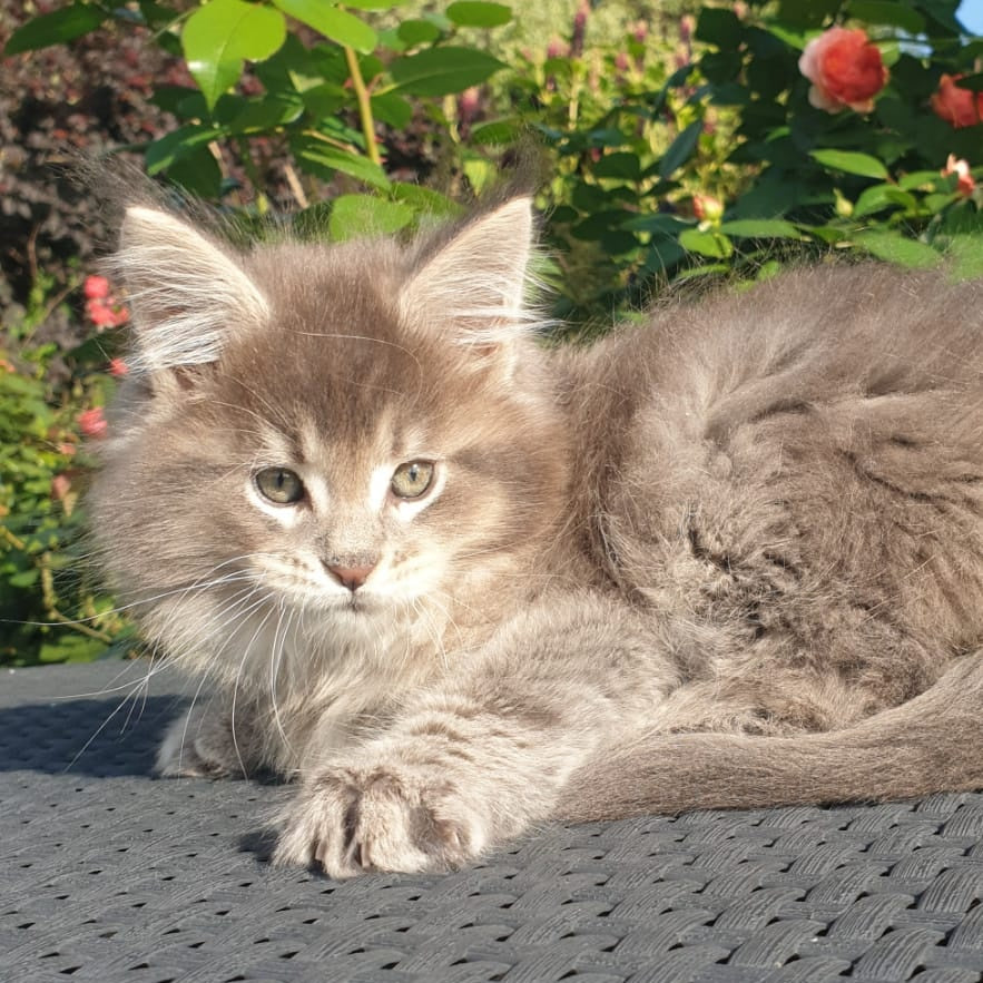 Jeffrey Maine Coon male, blue ticked tabby