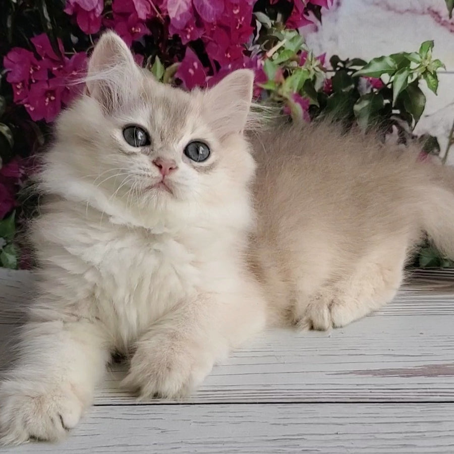 Zorro British Longhair male, blue golden shaded