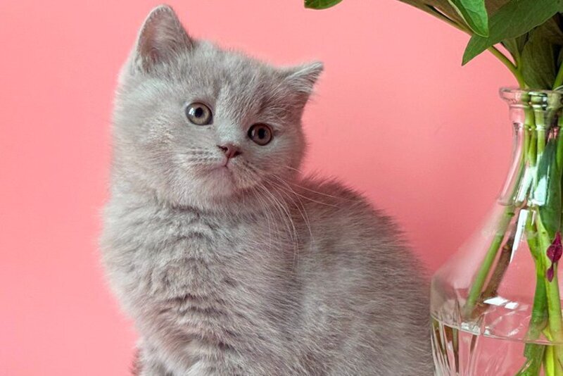 Lorenzo British Shorthair male, lilac