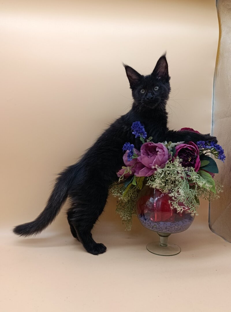 Iris Maine Coon female black silver - live animals