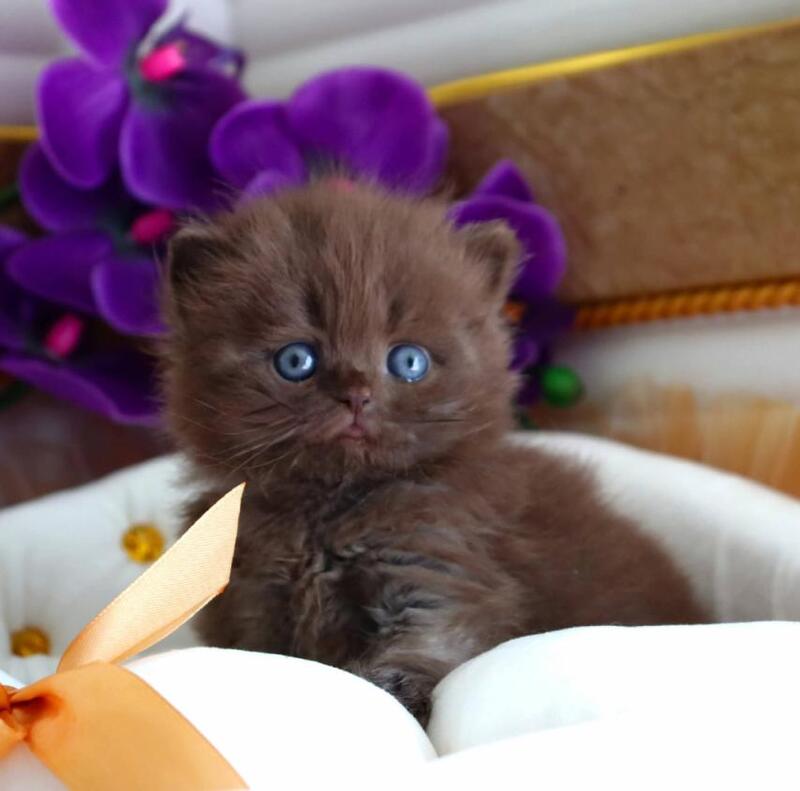 Stream British Longhair male, chocolate