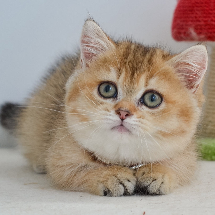Grace Munchkin female, black golden ticked tabby