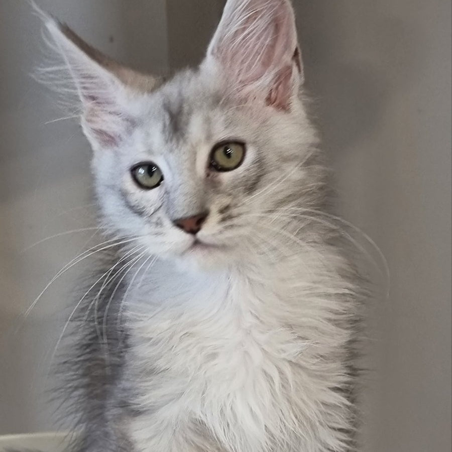 Eveta Maine Coon female, black silver tabby