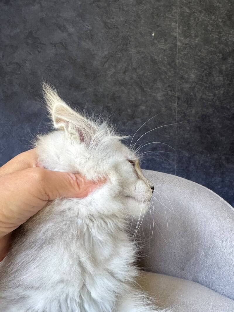 Garvin Maine Coon male, black silver tabby