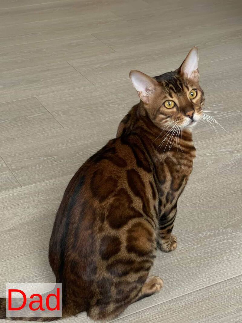 Lola Bengal female black spotted tabby - live animals
