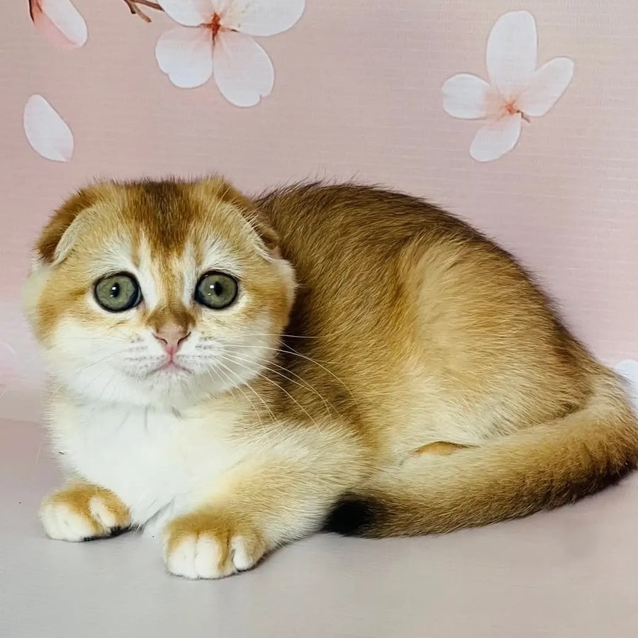 Kassioperia Scottish Fold female, black golden chinchilla