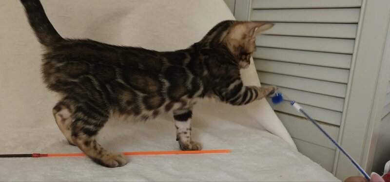 Tango Bengal male black spotted tabby - live animals