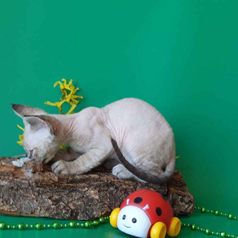 Marik Devon Rex male black tabby pointed - live animals