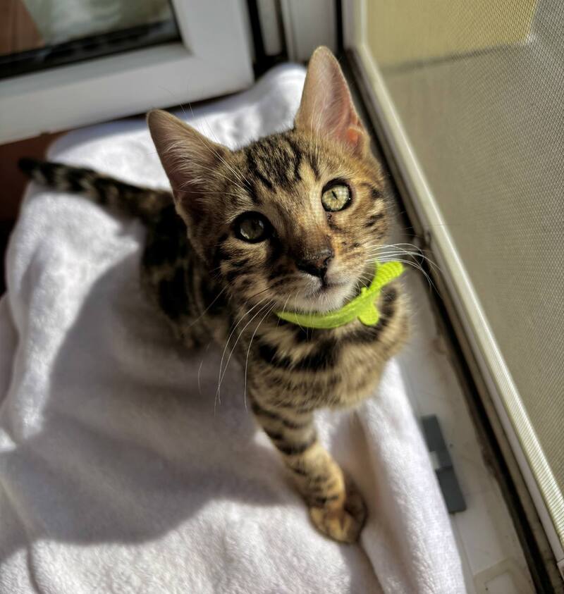 Lola Bengal female black spotted tabby - live animals