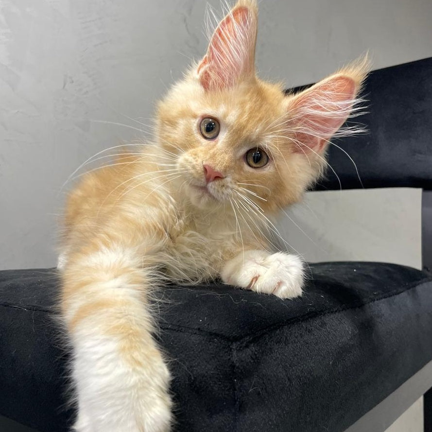 Nikita Maine Coon male, red silver with white