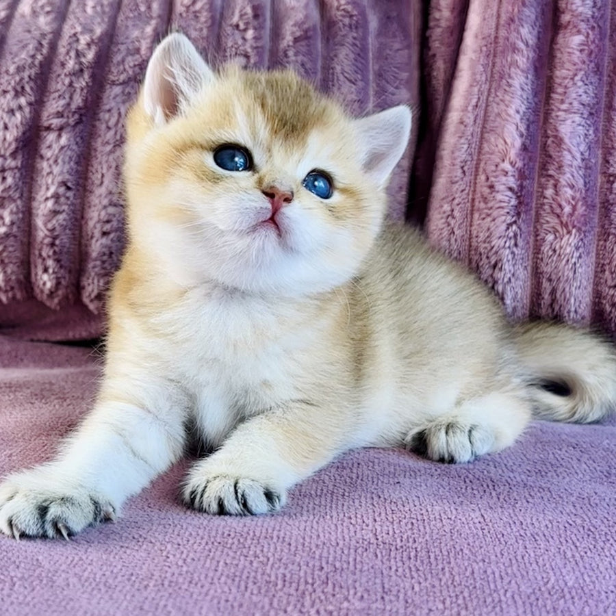 Infinity Star British Shorthair female, black golden shaded