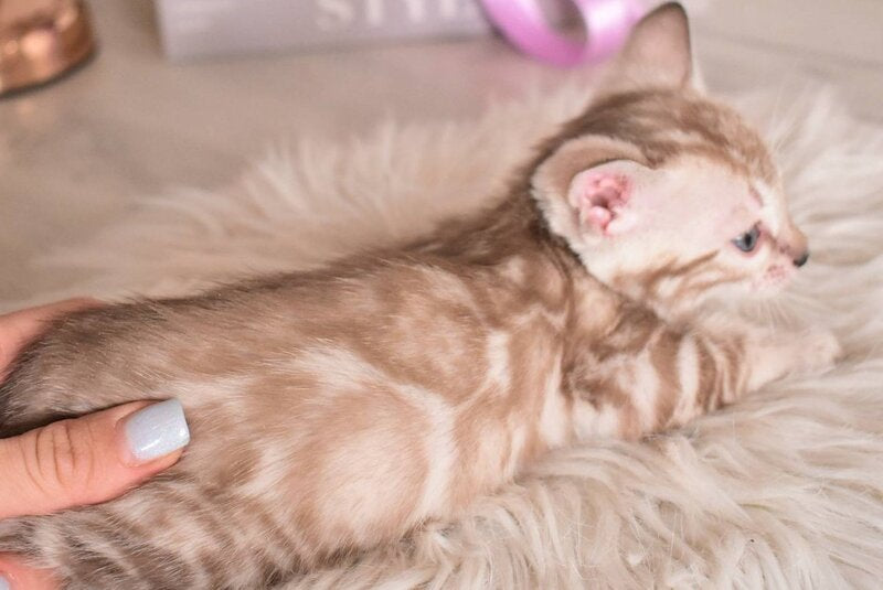 Kisa Bengal female snow mink - live animals
