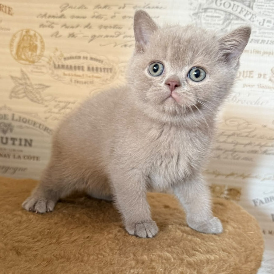 Xavier British Shorthair male, lilac