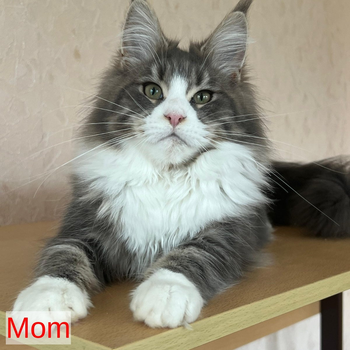 Bruno Maine Coon male, black silver tabby