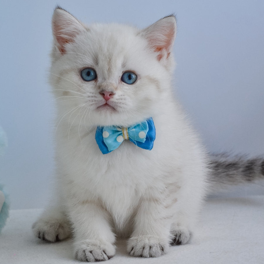Iman British Shorthair male, black golden tabby pointed
