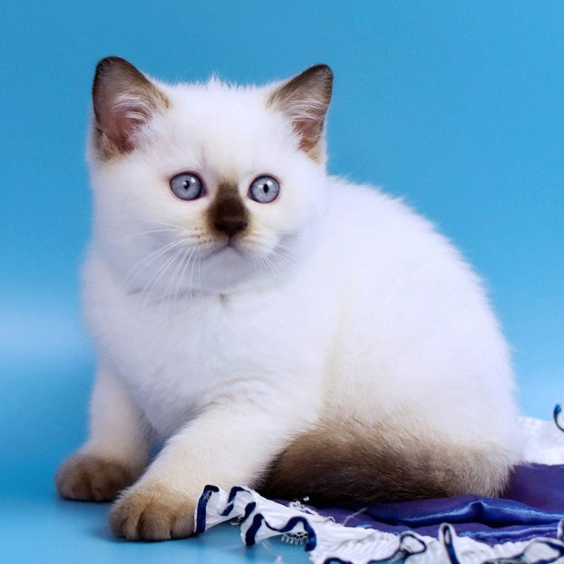 Angel British Shorthair male, chocolate pointed