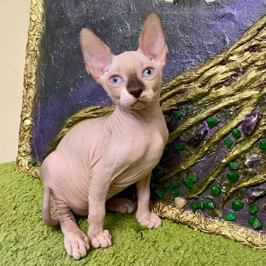 Anna Canadian Sphynx female, blue bicolour