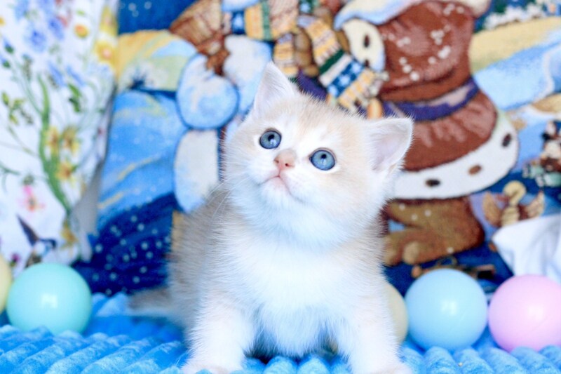 Vivi British Shorthair female, blue golden chinchilla
