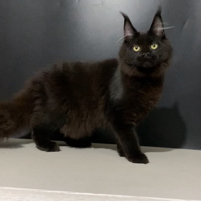 Tuluza Maine Coon female, black