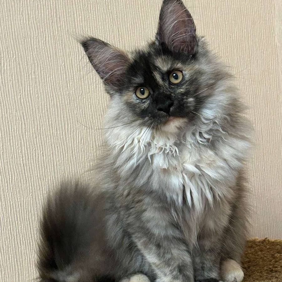 Roxy Maine Coon female, black tortie silver