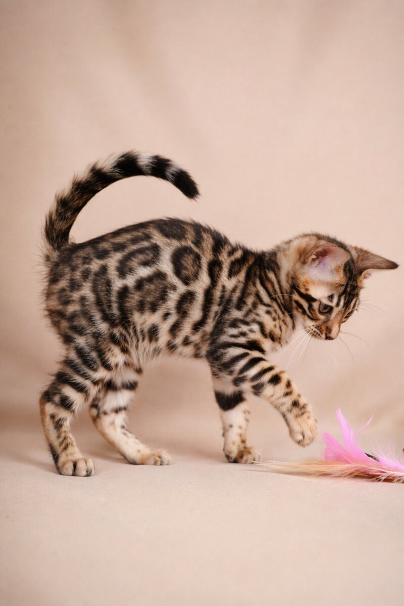 Azura Bengal female black spotted tabby - live animals