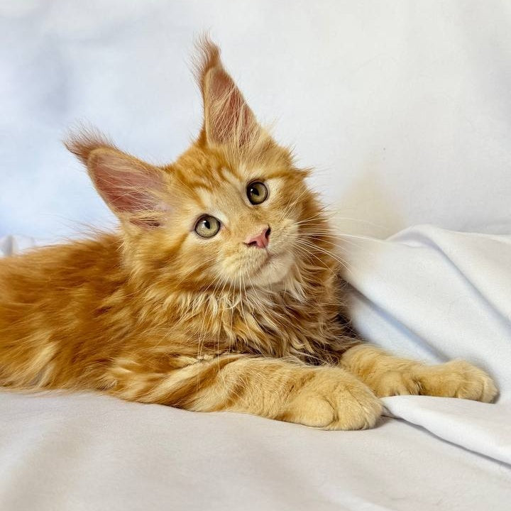 Mufasa Maine Coon polydactyl 6x6x6x6 male, red with white