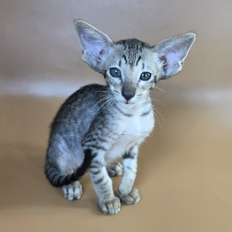 Yorick Oriental Shorthair male, black spotted tabby