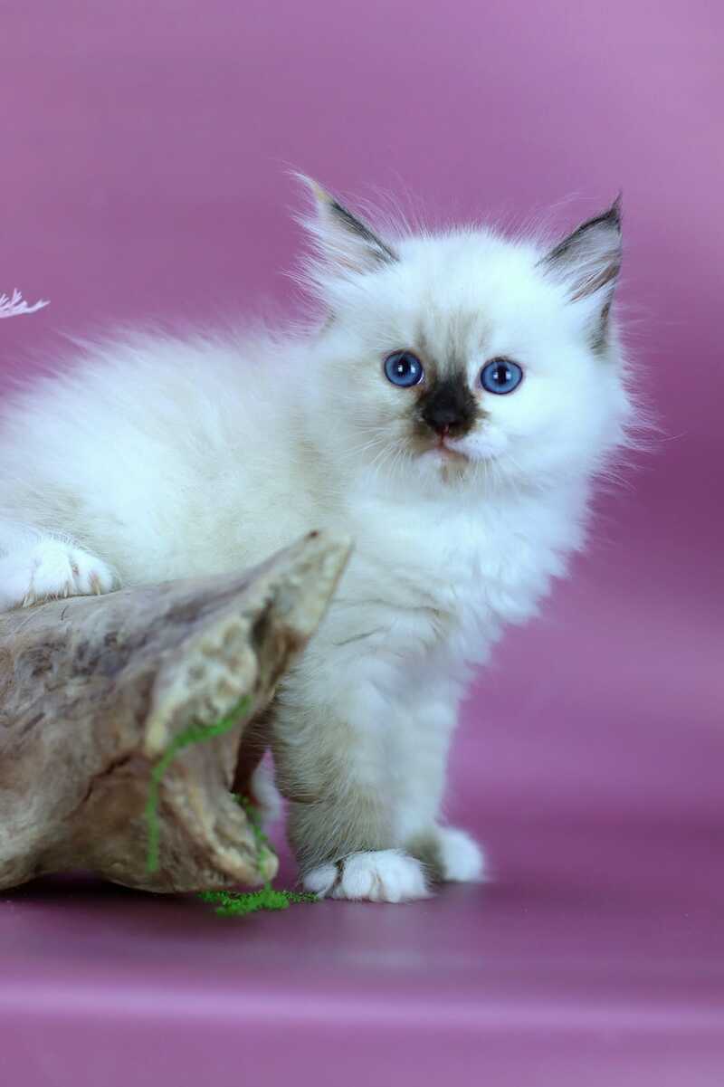 Elli Siberian female black tortie with white pointed - live animals