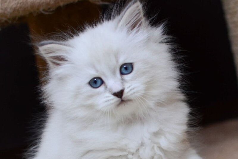 Ester Neva Masquerade female, blue tabby pointed bicolour