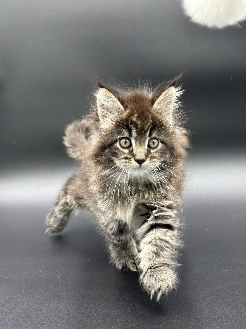 Rena Maine Coon polydactyl female black spotted tabby - live animals