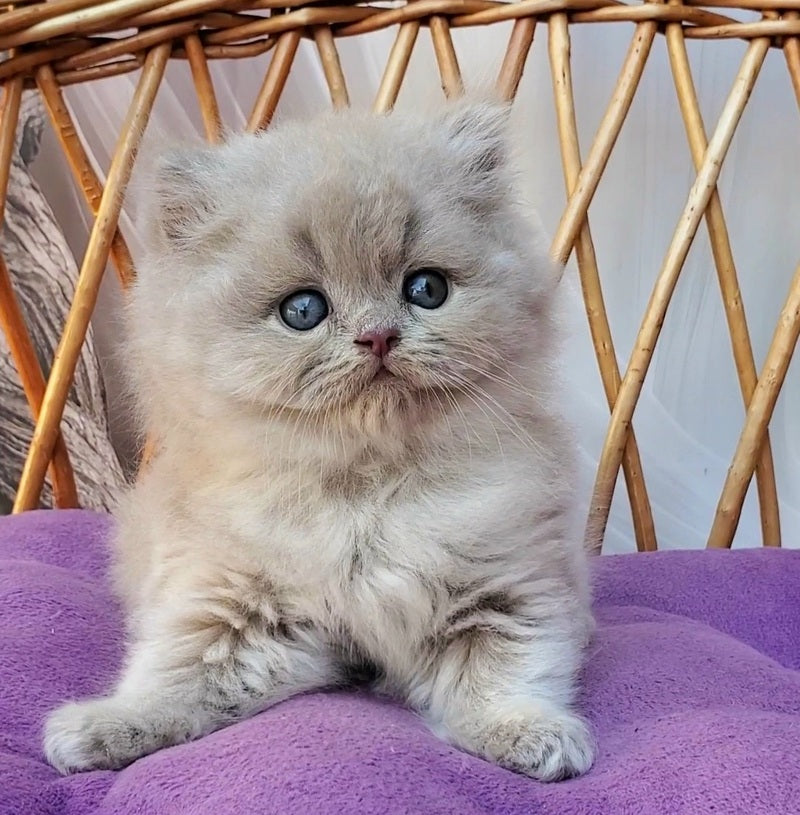 Wilda British Longhair female, blue golden ticked tabby