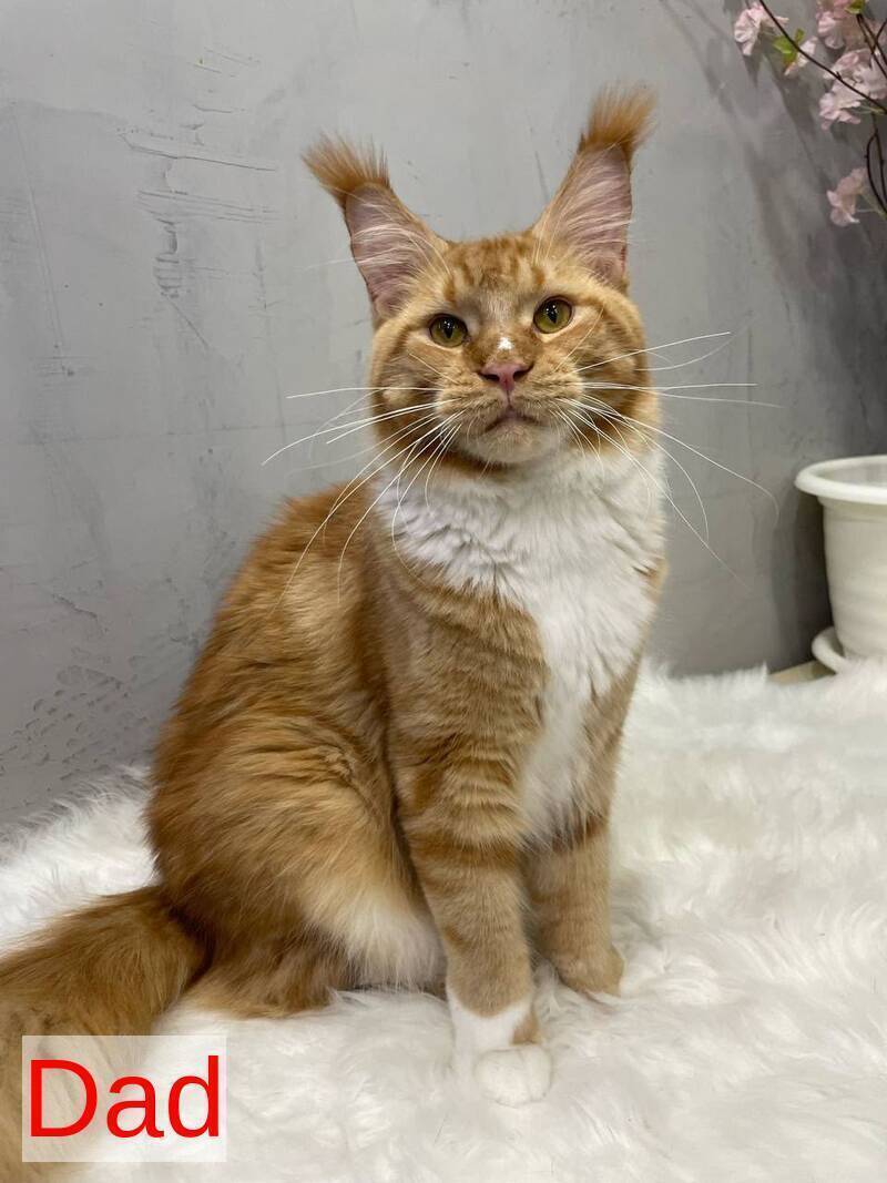 Natan Maine Coon male, black silver tabby with white