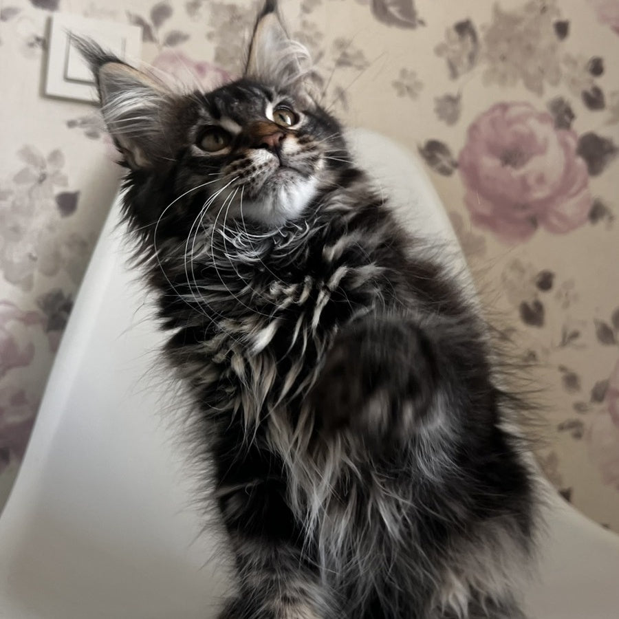 Sebastian Maine Coon male, black tabby