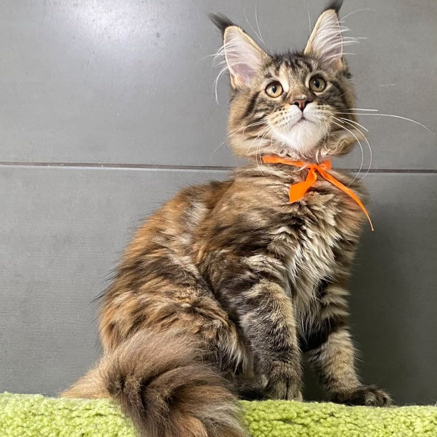 Eight Maine Coon female, black tortie tabby