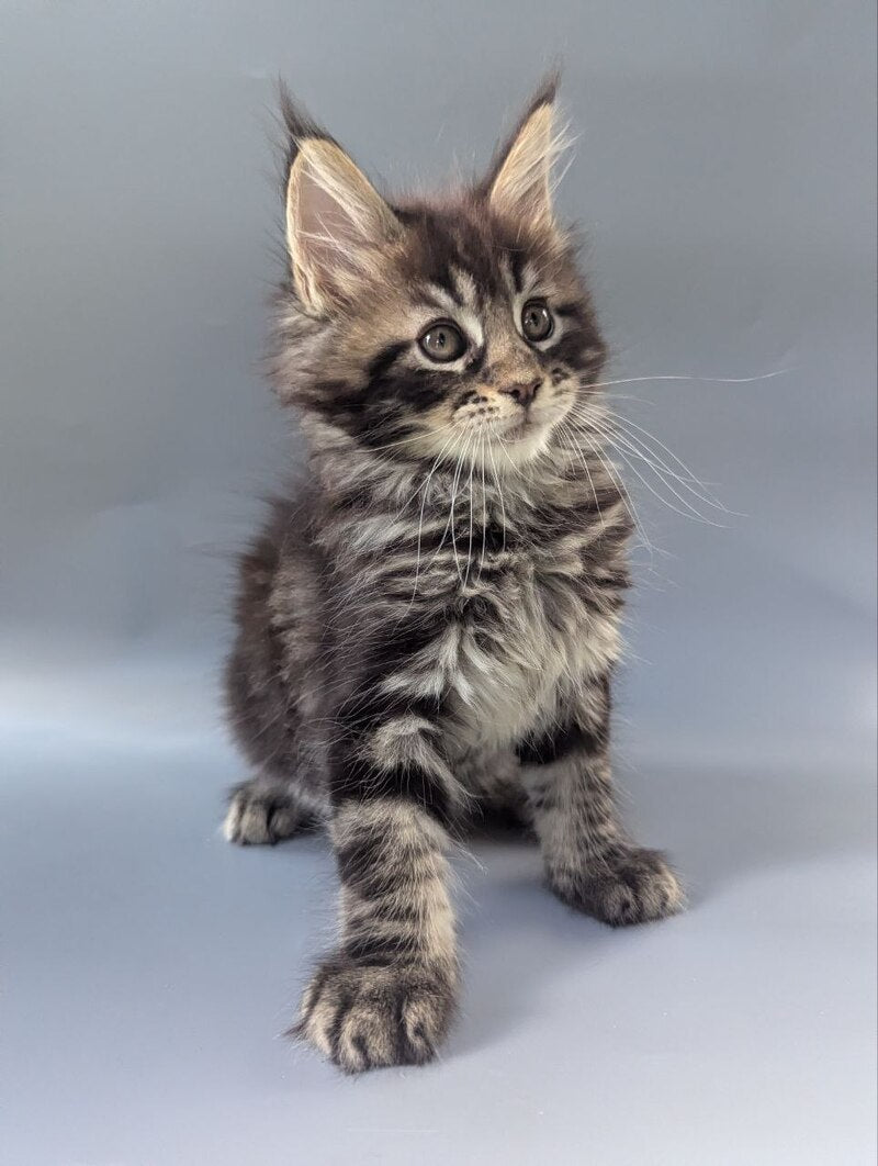 Happy Maine Coon male black tabby - live animals