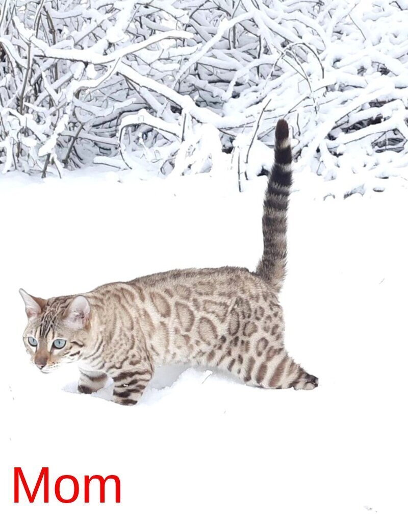 Wendy Bengal female black silver spotted tabby pointed live animals